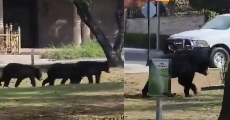 video_captan_a_osa_y_sus_tres_oseznos_paseando_en_calles_de_nuevo_leon