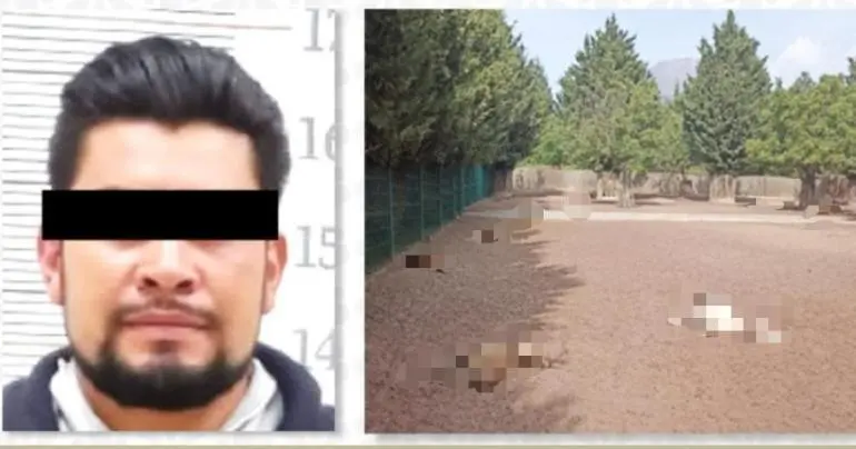 Dan seis años de prisión a hombre que mató a 32 venados en puebla