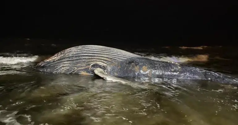hallan_ballena_muerta_en_playas_de_mazatlan_se_desconocen_las_causas_de_su_muerte