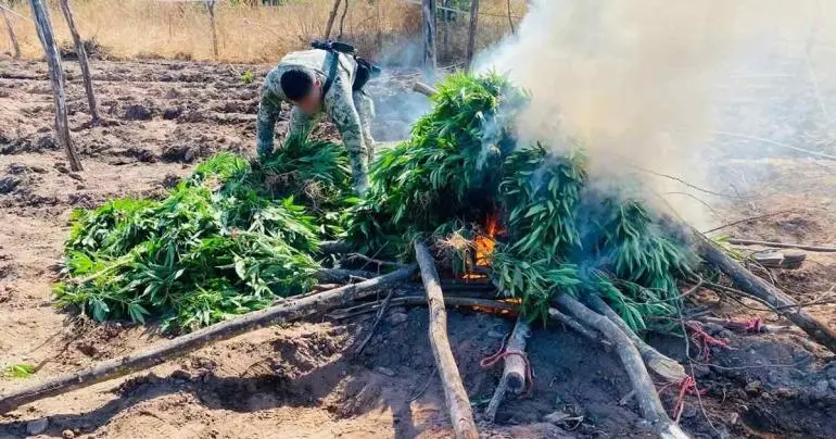 marina_destruye_mas_de_350_kilos_de_marihuana_en_sinaloa_1