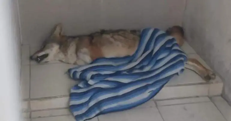 rescatan_a_un_coyote_que_vivia_en_la_azotea_de_una_casa_en_cuautitlan