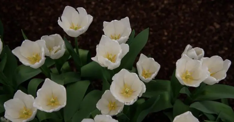 tulipanes-tlahuac-xochimilco-sedema