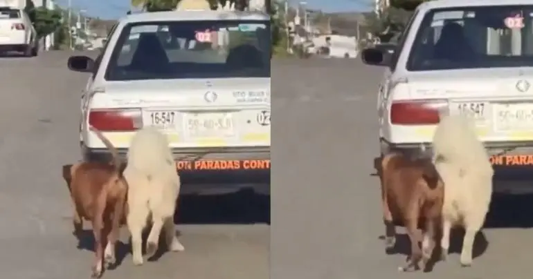 video_taxista_en_oaxaca_amarra_a_dos_perritos_a_su_auto_y_los_arrastra