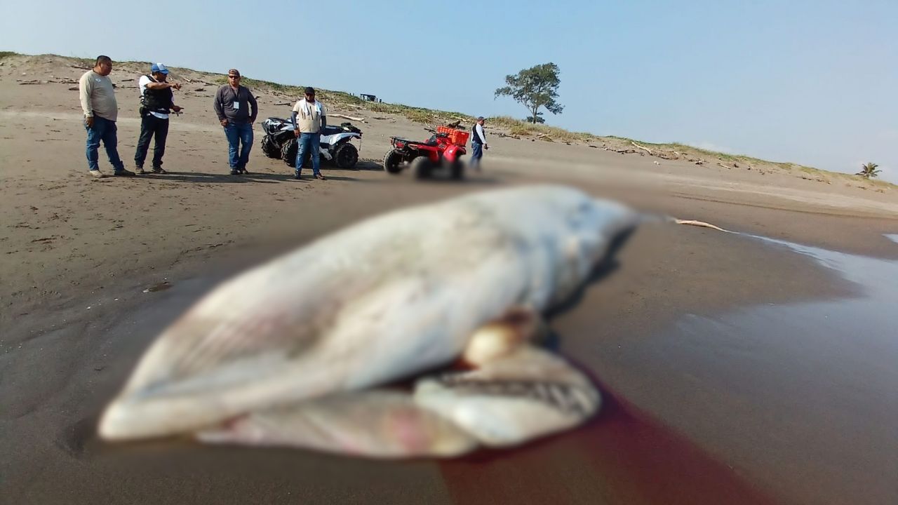 Ballena-varada-en-playa-de-Nautla-1