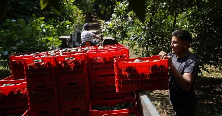 aguacateros_buscan_diversificar_sus_exportaciones_ante_los_aranceles_de_eu