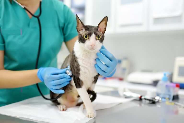 Veterinarian,Examines,A,Cat,Of,A,Disabled,Cornish,Rex,Breed