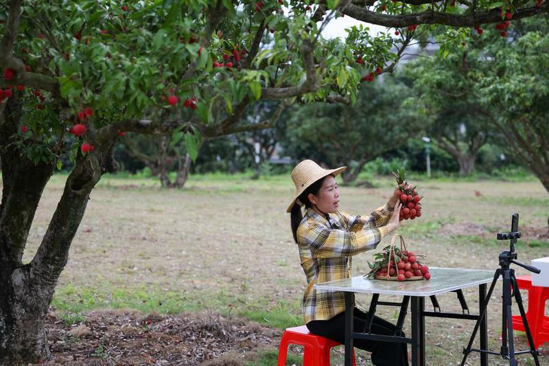 CHINA-GUANGDONG-MAOMING-GAOZHOU-LYCHEES (CN)