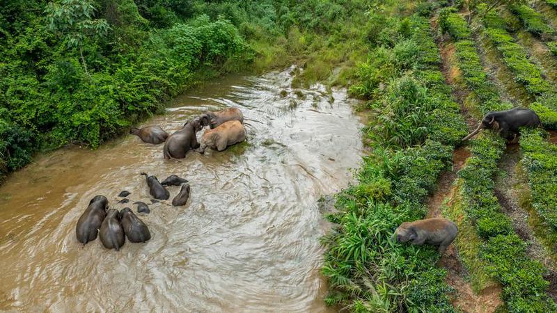 CHINA-YUNNAN-JINGHONG-ELEPHANT HERD (CN)