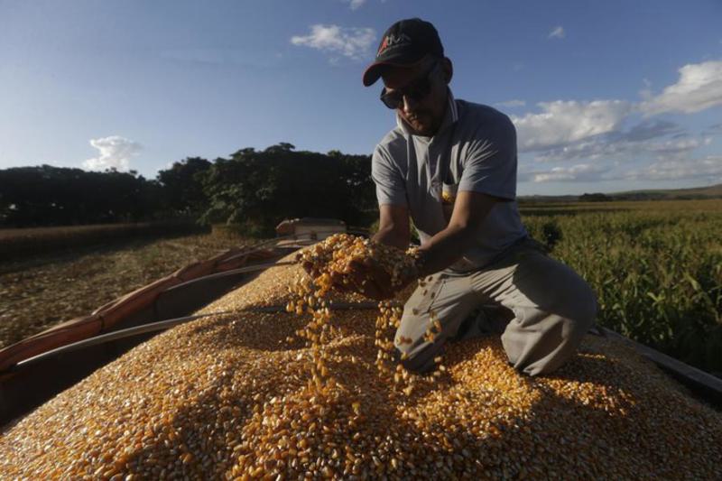 BRAZIL-BRASILIA-CORN HARVEST
