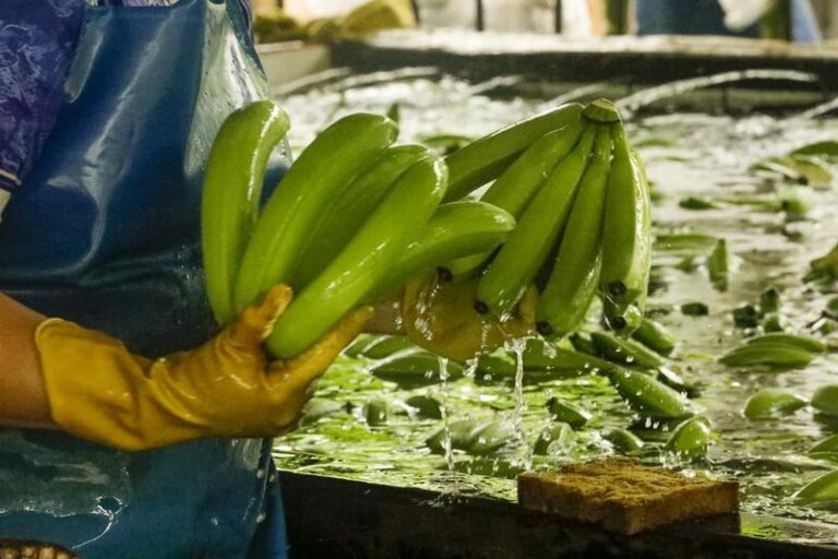 ECUADOR-COTOPAXI-CHINA-BANANO-EXPORTACION