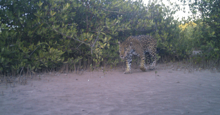 JAGUAR_NACHO_La_papalota