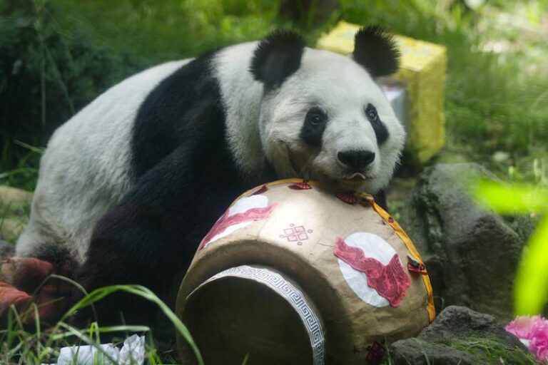 MEXICO-CIUDAD DE MEXICO-PANDA GIGANTE-CUMPLEAÑOS
