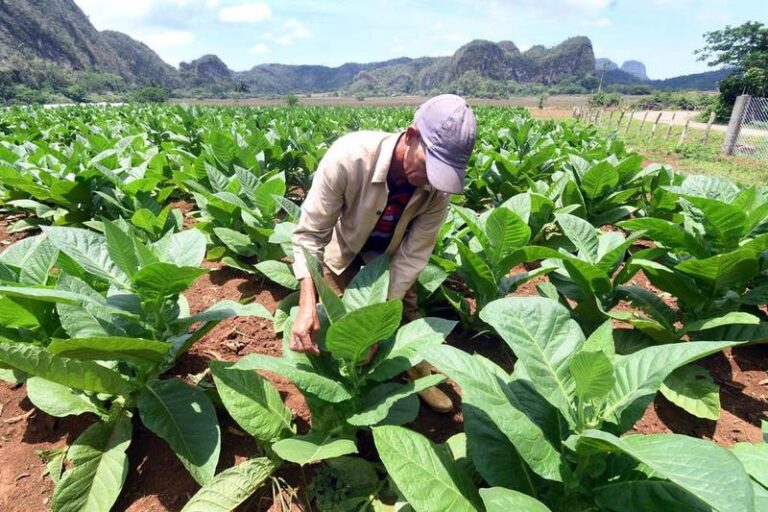 CUBA-PINAR DEL RIO-CHINA-NATURALEZA-TURISMO