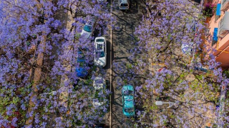 CHINA-YUNNAN-KUNMING-JACARANDA-FLORES