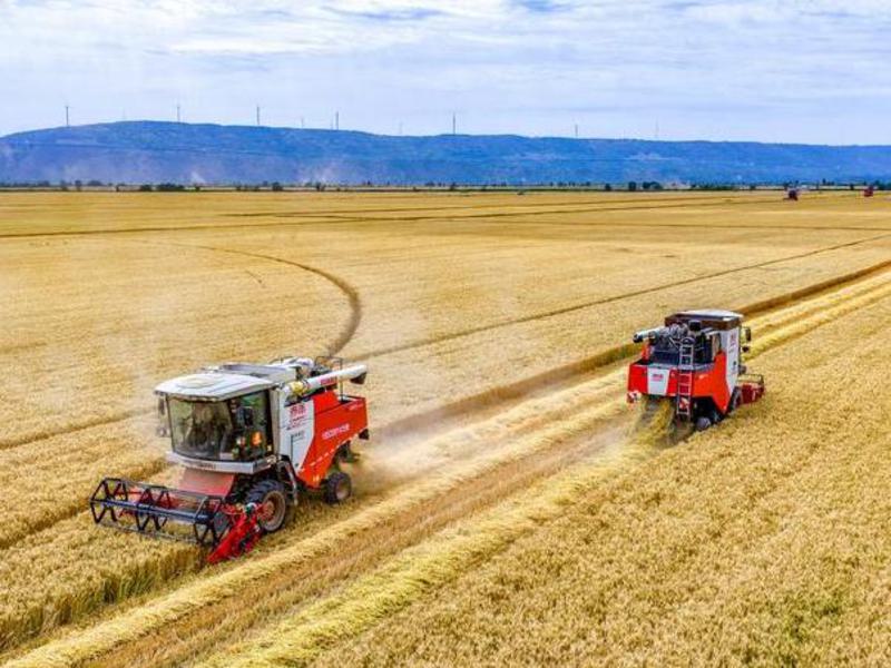 #CHINA-SUMMER GRAIN-WHEAT-HARVEST (CN)
