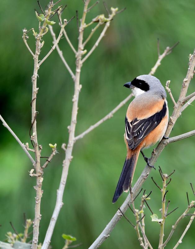 CHINA-FUJIAN-CHANGLE-AVES-HUMEDALES ESTUARINOS