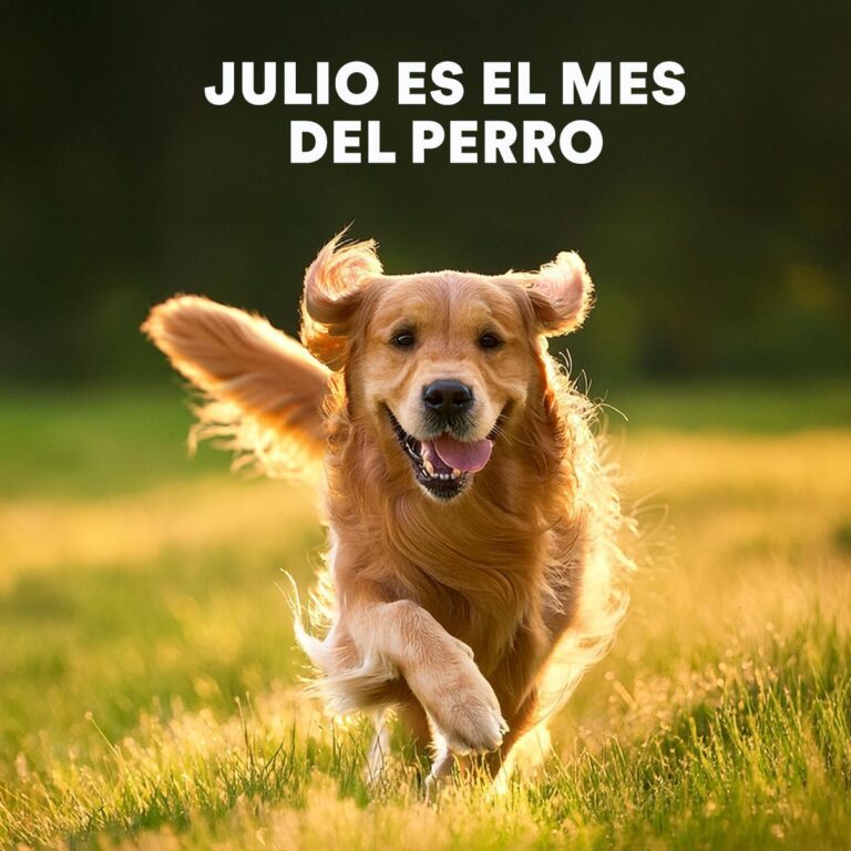 Da_Mundial_del_Perro