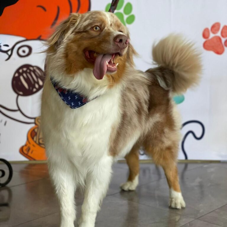 Petco_celebra_a_los_perros_senior