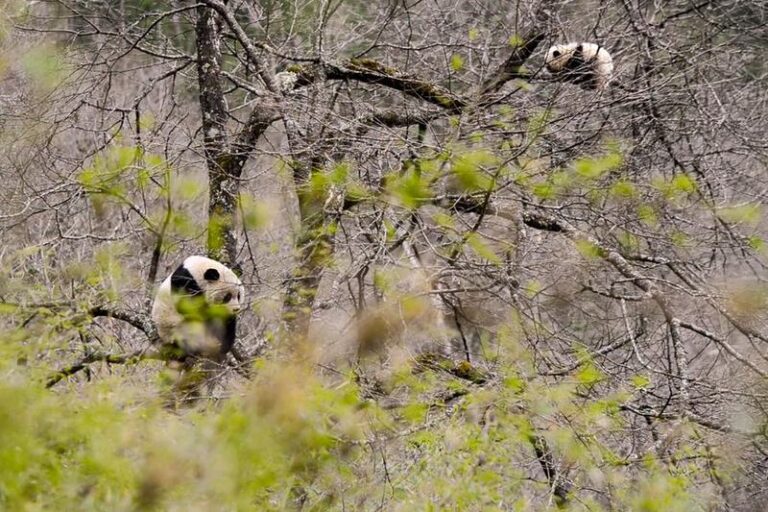Xinhua Headlines: China's panda national park fosters haven for biodiversity