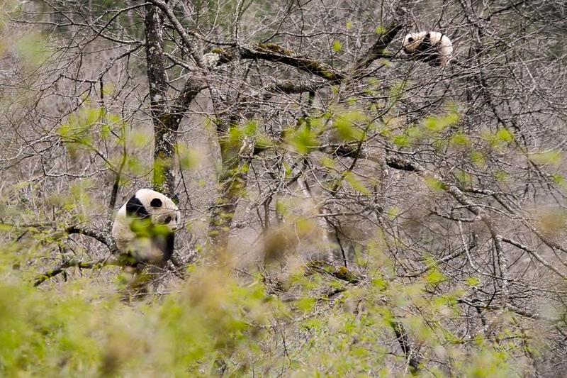 Xinhua Headlines: China's panda national park fosters haven for biodiversity