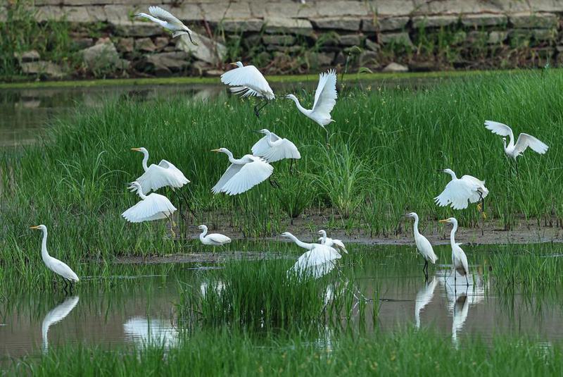 #CHINA-BIRDS-SCENERY (CN)