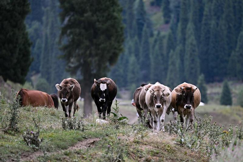 CHINA-XINJIANG-KOLDENENG-SCENERY (CN)