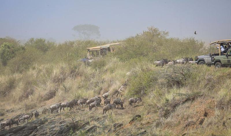 KENYA-MASAI MARA NATIONAL RESERVE-MIGRATION-WILDLIFE