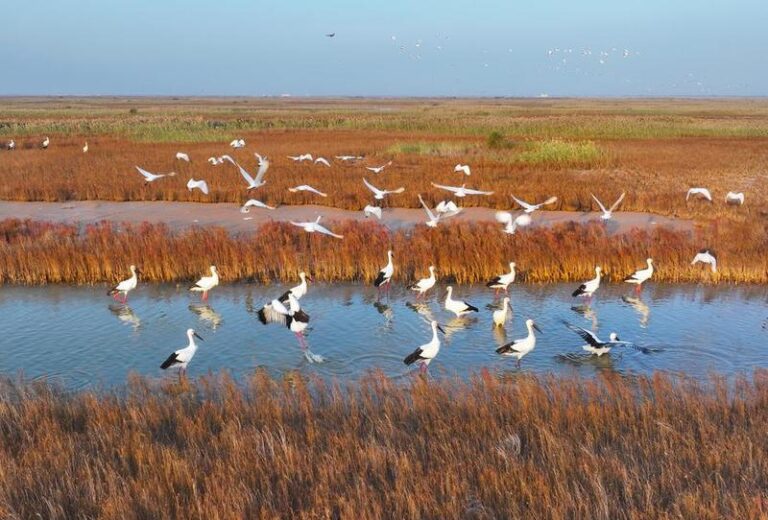 (ShandongHorizon)CHINA-SHANDONG-BEAUTIFUL BAYS (CN)