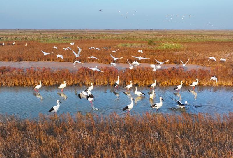(ShandongHorizon)CHINA-SHANDONG-BEAUTIFUL BAYS (CN)
