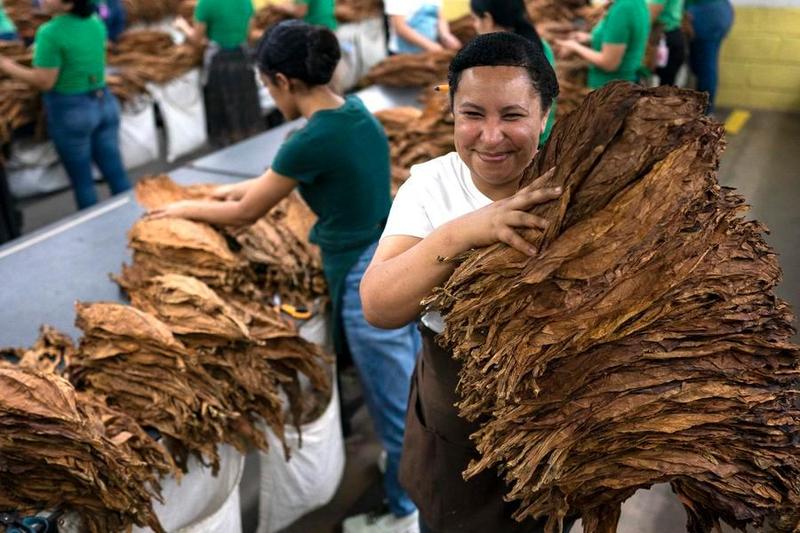 Especial: Industria del tabaco de Honduras ve en China mercado estratégico para su expansión