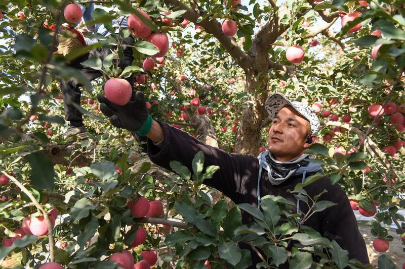 CHINA-XINJIANG-AKSU-APPLE-HARVEST (CN)
