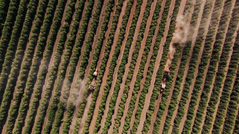 BRASIL-MINAS GERAIS-REGION DEL CERRADO MINEIRO-PRODUCCION DE CAFE