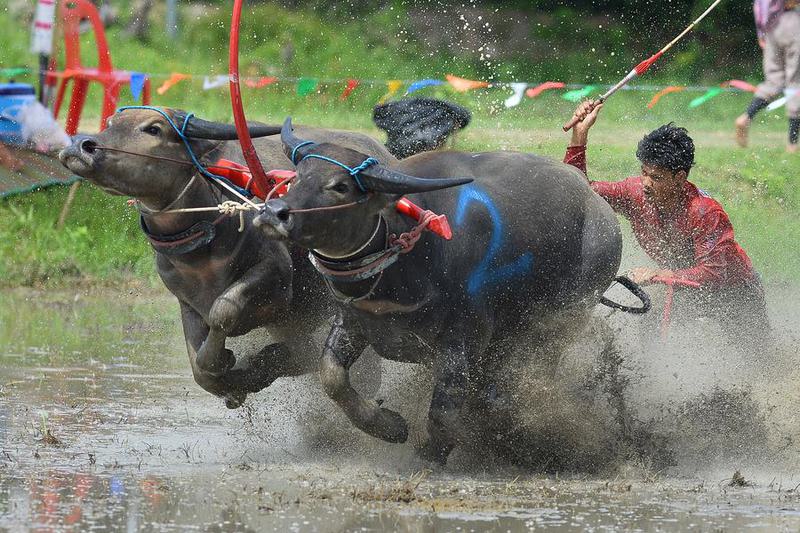 THAILAND-CHONBURI-BUFFALO RACE