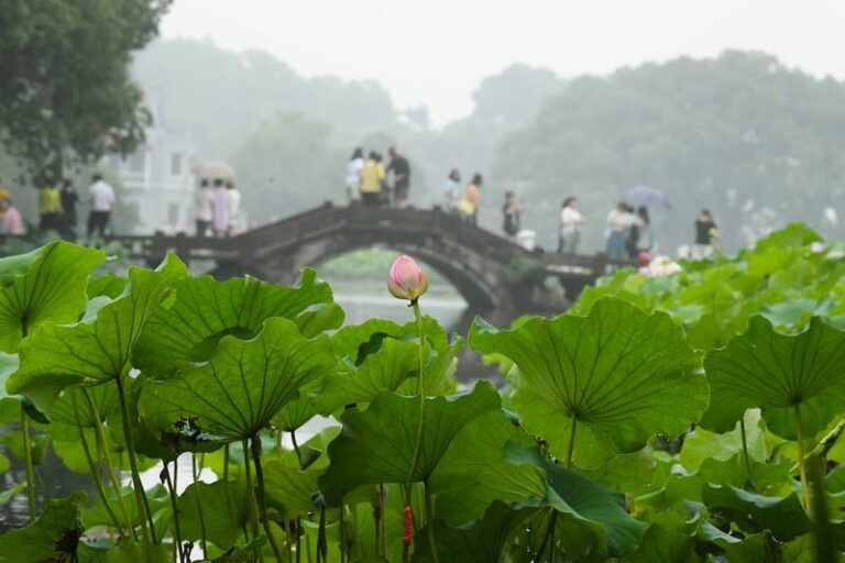 (ZhejiangPictorial)CHINA-ZHEJIANG-HANGZHOU-WEST LAKE-LOTUS FLOWERS (CN)
