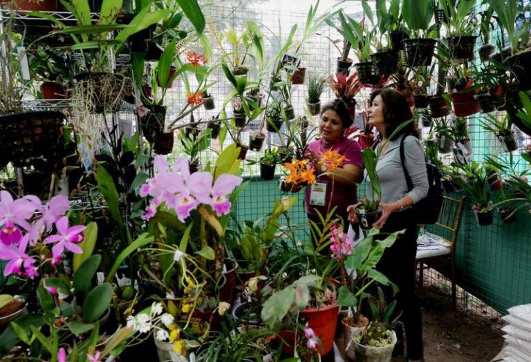PERU-LIMA-FERIA DE FLORES