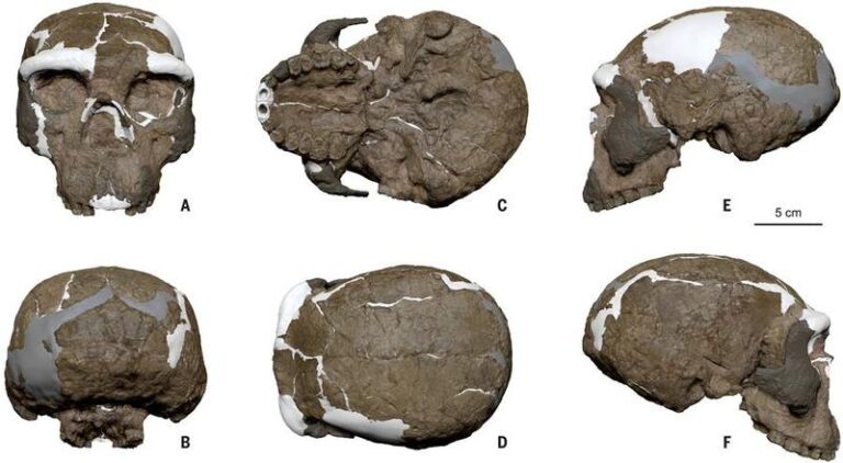 CHINA-MILLION-YEAR-OLD SKULL (CN)