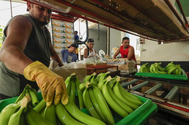 ECUADOR-COTOPAXI-CHINA-BANANO-EXPORTACION