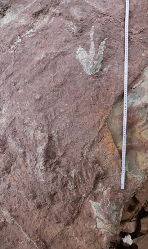 CHINA-GUANGXI-DINOSAUR FOOTPRINT-DISCOVERY (CN)