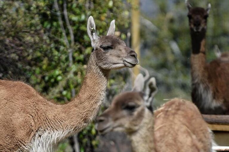 CHILE-SANTIAGO-GUANACOS