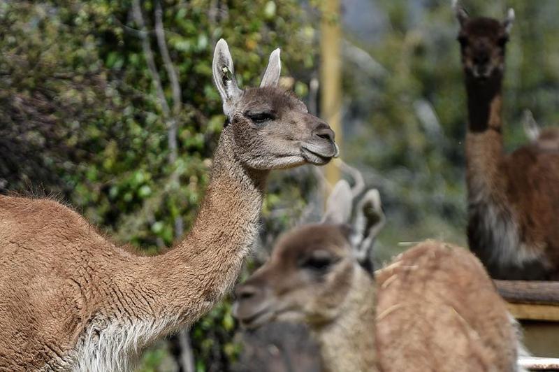 CHILE-SANTIAGO-GUANACOS